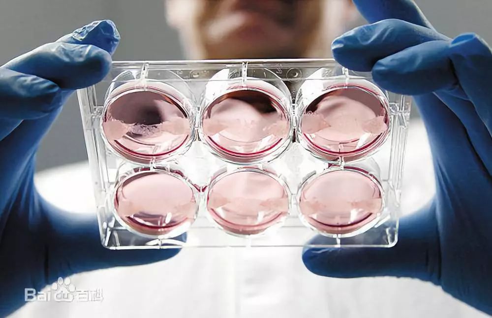 动物干细胞人造肉图片